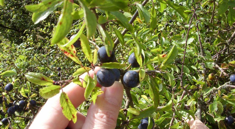 Beckett's Gin distilled with hand picked English juniper berries